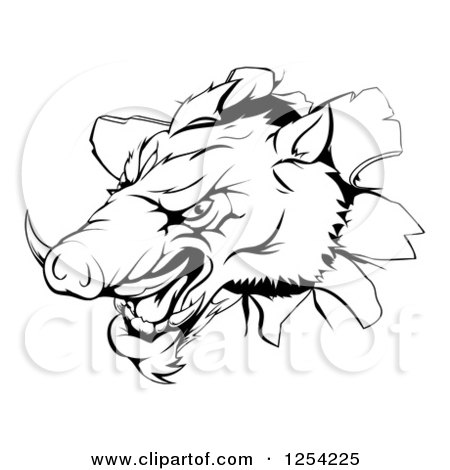 Clipart of a Black and White Aggressive Boar Mascot Breaking Through a Wall - Royalty Free Vector Illustration by AtStockIllustration