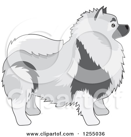 Clipart of a Cute Keeshond Dog in Profile - Royalty Free Vector Illustration by Maria Bell