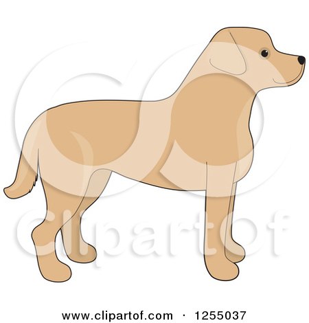 Clipart of a Cute Yellow Labrador Retriever Dog in Profile - Royalty Free Vector Illustration by Maria Bell