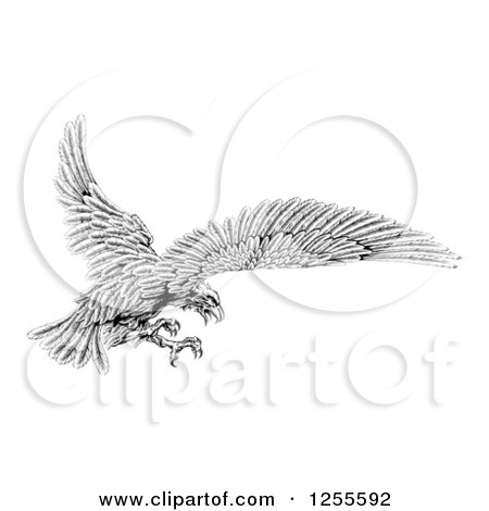 Clipart of a Black and White Eagle Flying with Talons out - Royalty Free Vector Illustration by AtStockIllustration