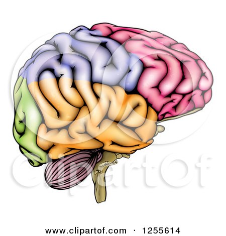 Clipart of a Colorful Anatomically Correct Human Brain - Royalty Free Vector Illustration by AtStockIllustration