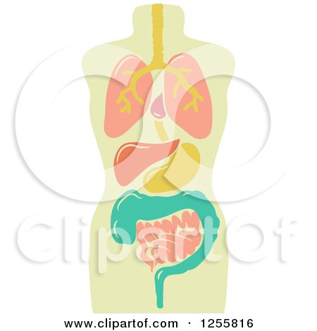 Clipart of a Model of Internal Organs - Royalty Free Vector Illustration by BNP Design Studio