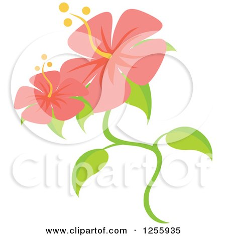 Clipart of Pink Hibiscus Flowers - Royalty Free Vector Illustration by Amanda Kate