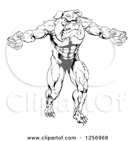 Clipart of a Black and White Muscular Bulldog Man Mascot Attacking - Royalty Free Vector Illustration by AtStockIllustration