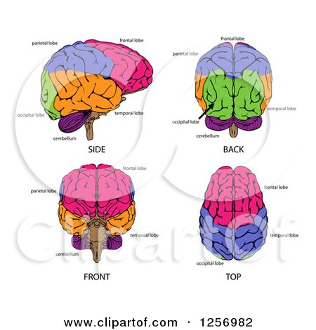 Clipart of Different Angles of Human Brains and Labels - Royalty Free Vector Illustration by AtStockIllustration