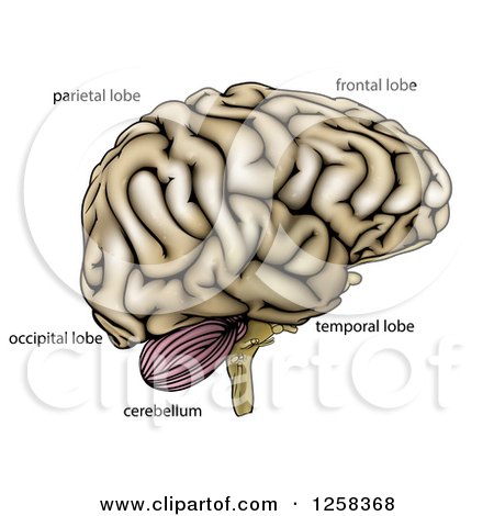 Clipart of a Human Brain with Anatomically Correct Section Labels - Royalty Free Vector Illustration by AtStockIllustration