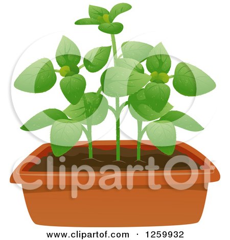 Clipart of a Potted Oregano Plant - Royalty Free Vector Illustration by BNP Design Studio