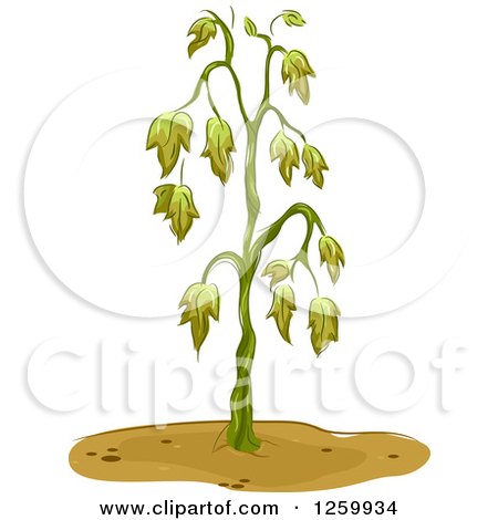Clipart of a Wilting Plant - Royalty Free Vector Illustration by BNP Design Studio