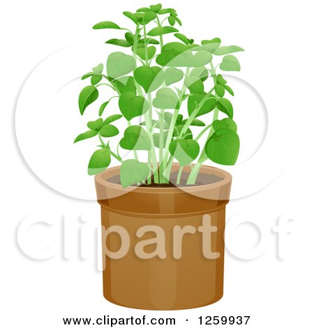 Clipart of a Potted Basil Plant - Royalty Free Vector Illustration by BNP Design Studio