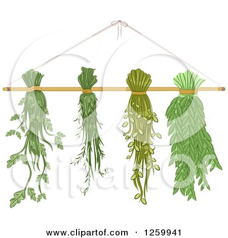 Clipart of Herbs Hanging to Dry - Royalty Free Vector Illustration by BNP Design Studio