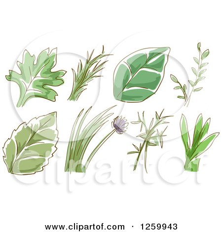 Clipart of Sketched Herb Leaves and Plants - Royalty Free Vector Illustration by BNP Design Studio