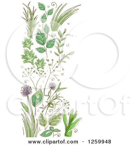 Clipart of a Border of Herbs and Flowers - Royalty Free Vector Illustration by BNP Design Studio