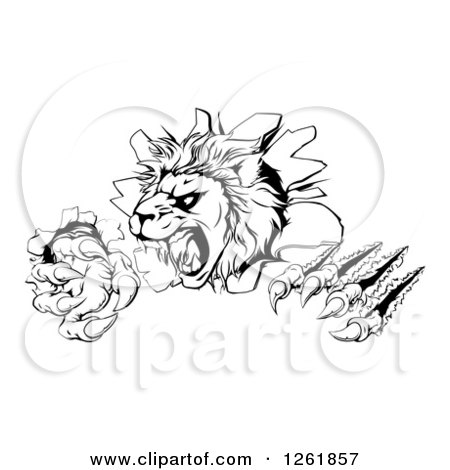 Clipart of a Black and White Roaring Lion Mascot Head Shredding Through a Wall - Royalty Free Vector Illustration by AtStockIllustration