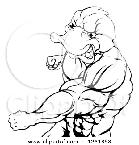 Clipart of a Black and White Aggressive Muscular Duck Man Punching - Royalty Free Vector Illustration by AtStockIllustration