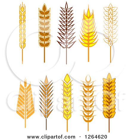 Clipart of Whole Grain Ears - Royalty Free Vector Illustration by Vector Tradition SM
