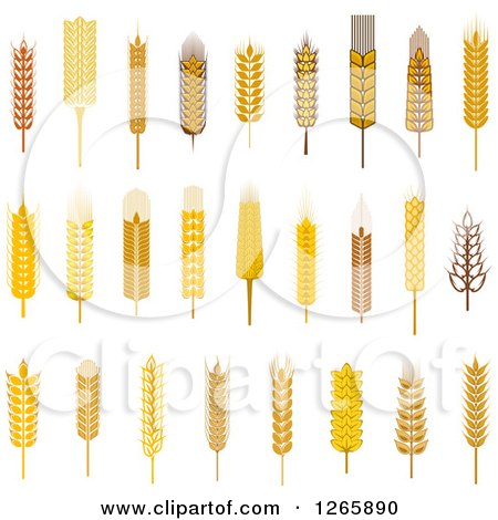 Clipart of Wheat and Grains - Royalty Free Vector Illustration by Vector Tradition SM