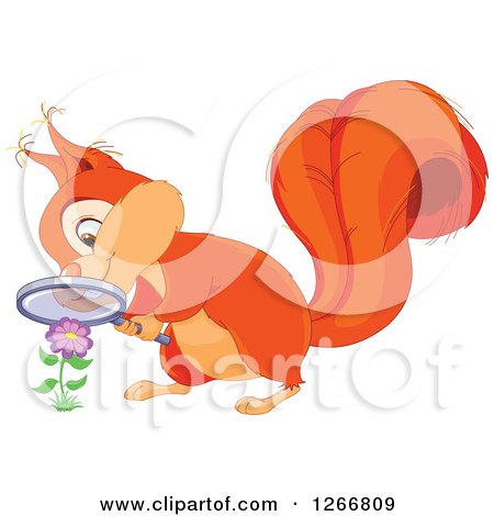 Clipart of a Cute Orange Squirrel Looking at a Flower Through a Magnifying Glass - Royalty Free Vector Illustration by Pushkin