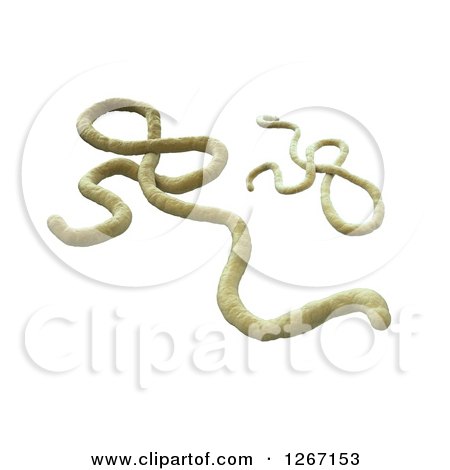 Clipart of a 3d Model of the Ebola Virus on White - Royalty Free Illustration by Mopic