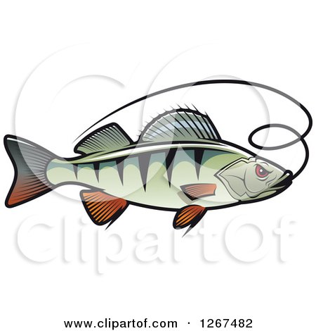 Clipart of a Perch Fish with a Line - Royalty Free Vector Illustration by Vector Tradition SM