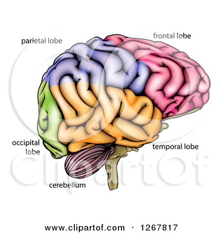Clipart of a Human Brain Diagram - Royalty Free Vector Illustration by AtStockIllustration