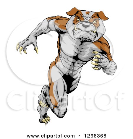 Clipart of a Muscular Tough Bulldog Man Mascot Running Upright - Royalty Free Vector Illustration by AtStockIllustration