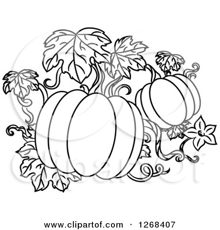 Clipart of Black and White Pumpkins on a Vine - Royalty Free Vector Illustration by Vector Tradition SM