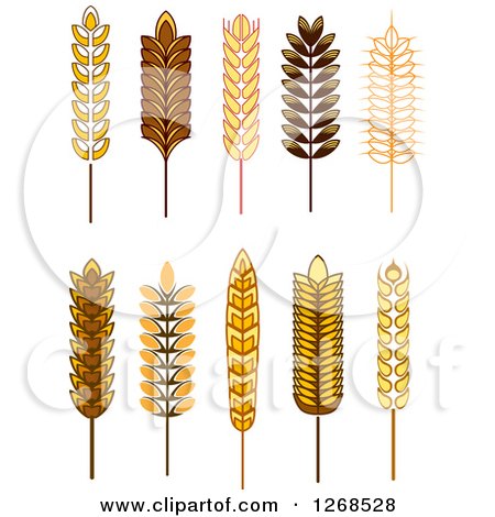 Clipart of Wheat Stalks - Royalty Free Vector Illustration by Vector Tradition SM