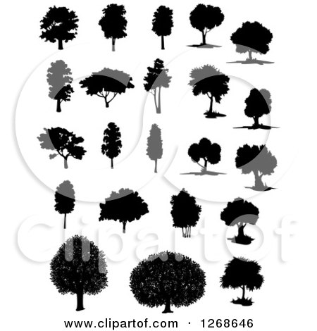 Clipart of Black Silhouetted Trees - Royalty Free Vector Illustration by Vector Tradition SM