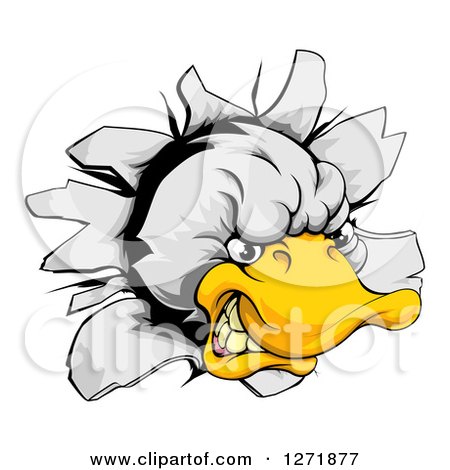 Clipart of an Aggressive Duck Mascot Breaking Through a Wall - Royalty Free Vector Illustration by AtStockIllustration