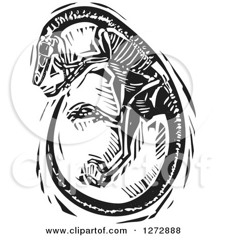 Clipart of a Black and White Woodcut Curled up Velociraptor Skeleton - Royalty Free Vector Illustration by xunantunich