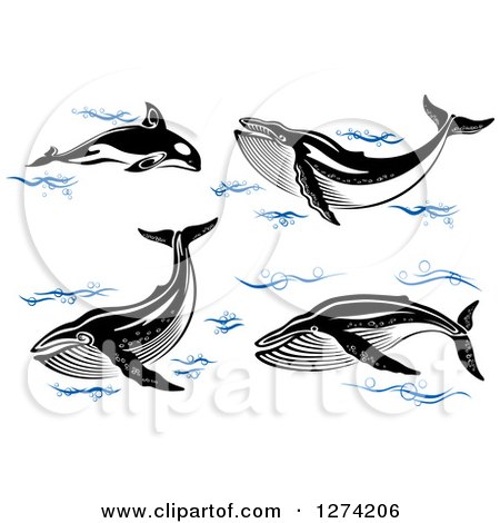 Clipart of Black and White Whales with Blue Waves - Royalty Free Vector Illustration by Vector Tradition SM