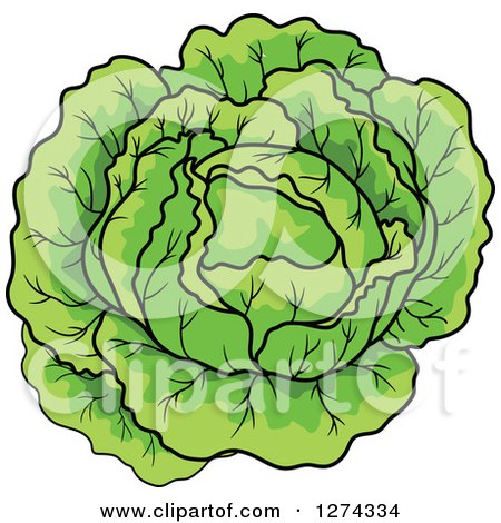 Clipart of a Green Cabbage - Royalty Free Vector Illustration by Vector Tradition SM