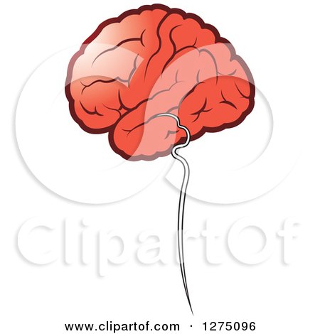 Clipart of a Human Brain and Stem - Royalty Free Vector Illustration by Lal Perera