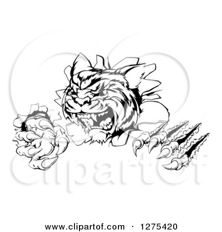 Clipart of a Black and White Angry Tiger Mascot Slashing Through a Wall - Royalty Free Vector Illustration by AtStockIllustration