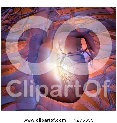 Clipart of a 3d Human Heart over Veins and Bones - Royalty Free Illustration by Mopic