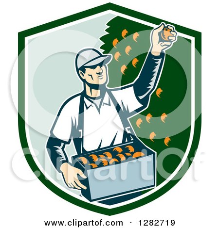 Clipart of a Retro Woodcut Male Fruit Picker Harvesting Oranges in a Green and White Shield - Royalty Free Vector Illustration by patrimonio