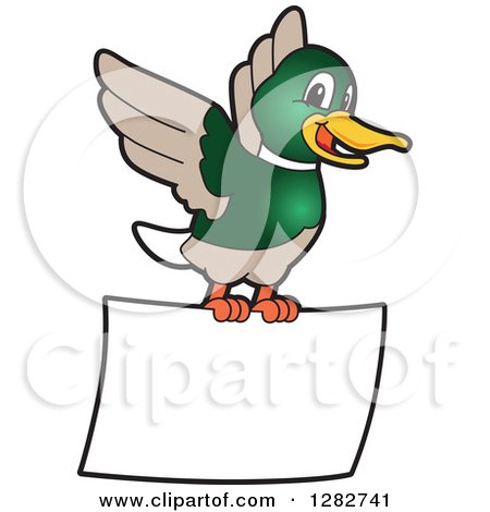Clipart of a Happy Mallard Duck School Mascot Character Flying with a Blank Sign - Royalty Free Vector Illustration by Mascot Junction
