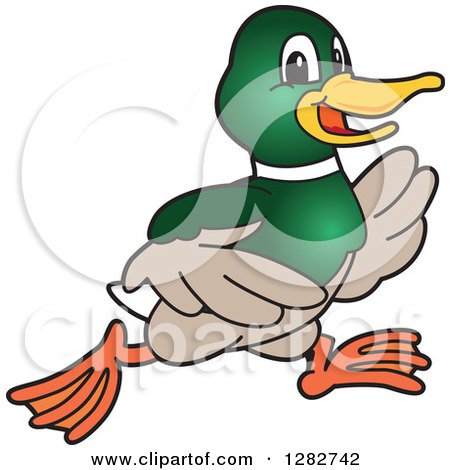 Clipart of a Happy Mallard Duck School Sports Mascot Character Running - Royalty Free Vector Illustration by Mascot Junction
