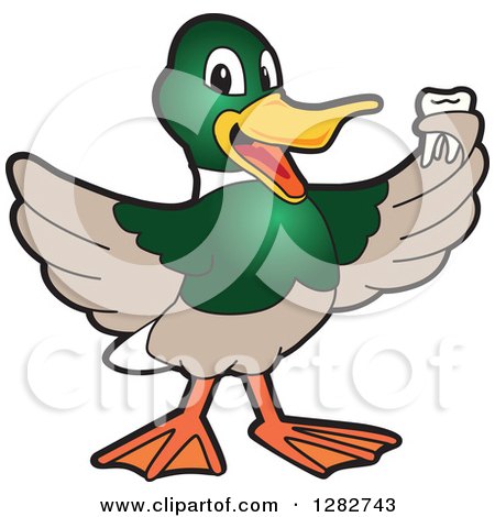 Clipart of a Happy Mallard Duck School Mascot Character Holding a Tooth - Royalty Free Vector Illustration by Mascot Junction