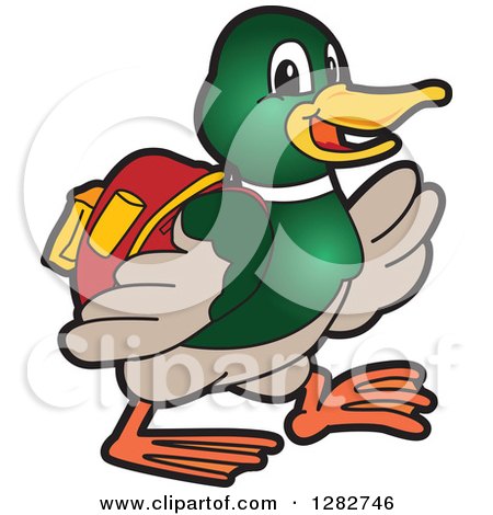 Clipart of a Happy Mallard Duck School Mascot Character Student Walking - Royalty Free Vector Illustration by Mascot Junction