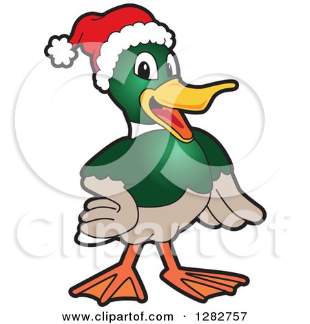Clipart of a Happy Christmas Mallard Duck School Mascot Character Wearing a Santa Hat - Royalty Free Vector Illustration by Mascot Junction
