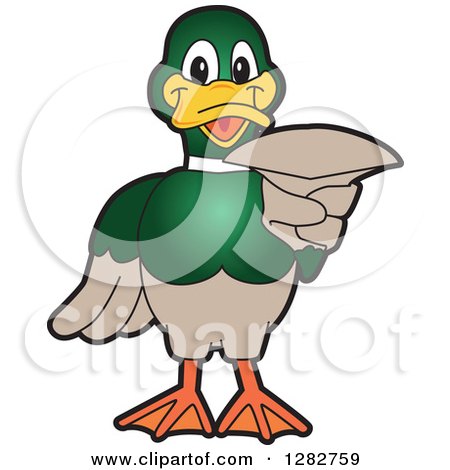 Clipart of a Happy Mallard Duck School Mascot Character Pointing Outwards - Royalty Free Vector Illustration by Mascot Junction