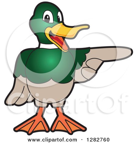 Clipart of a Happy Mallard Duck School Mascot Character Pointing to the Right - Royalty Free Vector Illustration by Mascot Junction