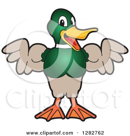 Clipart of a Happy Mallard Duck School Mascot Character Flexing His Muscles - Royalty Free Vector Illustration by Mascot Junction