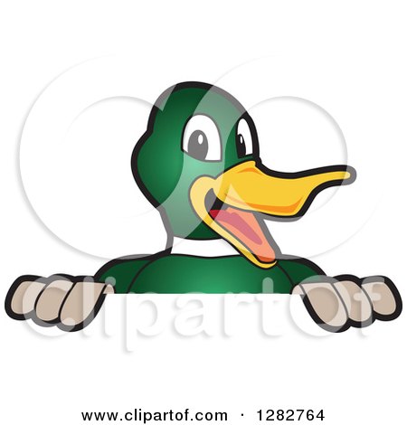 Clipart of a Happy Mallard Duck School Mascot Character Smiling over a Sign - Royalty Free Vector Illustration by Mascot Junction
