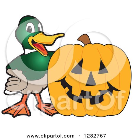 Clipart of a Happy Mallard Duck School Mascot Character by a Halloween Jackolantern Pumpkin - Royalty Free Vector Illustration by Mascot Junction
