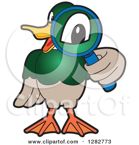 Clipart of a Happy Mallard Duck School Mascot Character Looking Through a Magnifying Glass - Royalty Free Vector Illustration by Mascot Junction