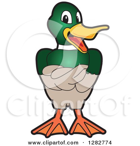Clipart of a Happy Mallard Duck School Mascot Character with Folded Wings - Royalty Free Vector Illustration by Mascot Junction