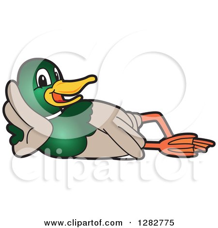 Clipart of a Happy Mallard Duck School Mascot Character Resting on His Side - Royalty Free Vector Illustration by Mascot Junction