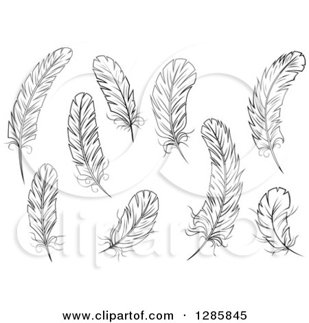 Clipart of Black and White Feathers 2 - Royalty Free Vector Illustration by Vector Tradition SM